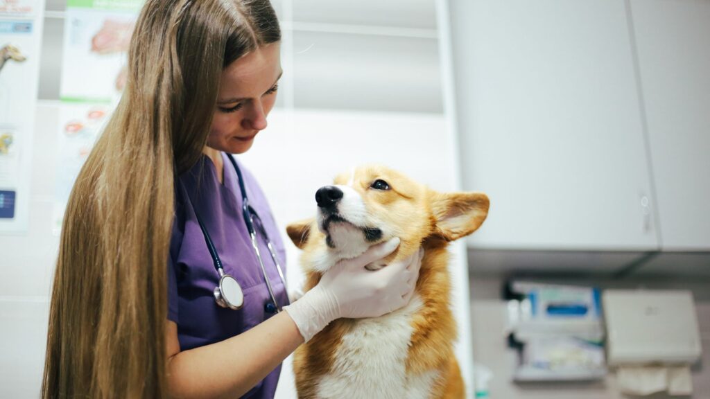 osteopatia veterinaria